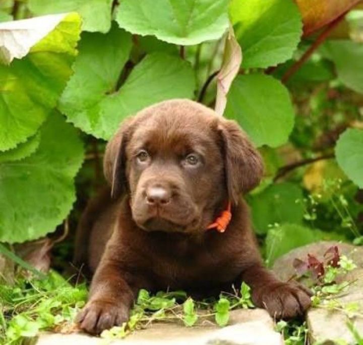 Шоколадный Лабрадор мальчики и девочки Палевый и Черный окрас