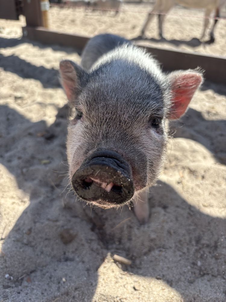 Mini Pig / Porco Anão
