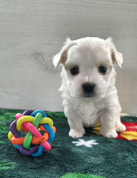 Maltańczyki gotowe do odbioru