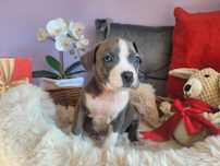 Cudowna suczka Amstaff!