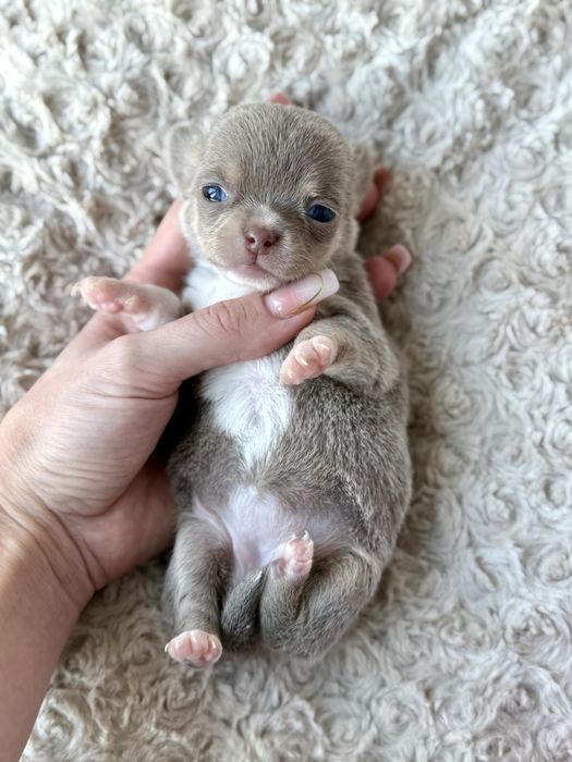 Chihuahua śliczna dziewczynka XS liliowa LALECZKA