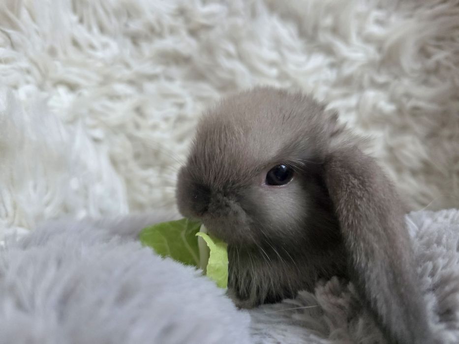 Króliczki  mini lop