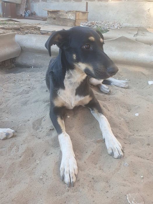 Стерилизованные и вакцинированые щенки, ждут свою семью.