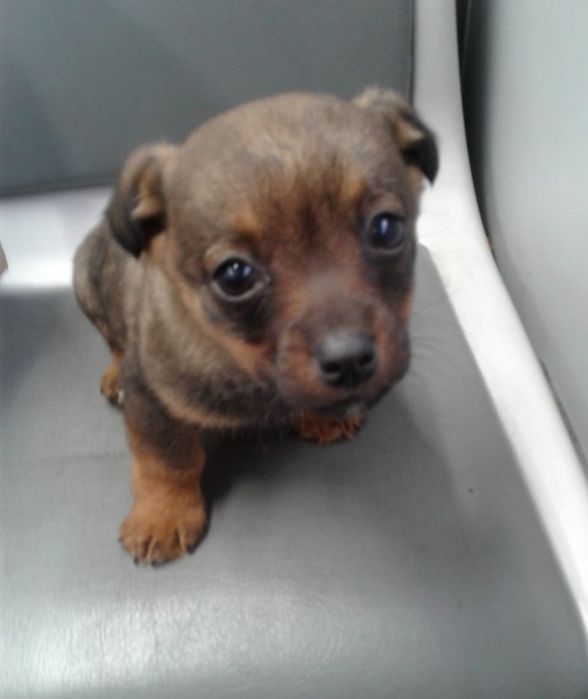 Приму в дар комбикорм и кости для домашних животных