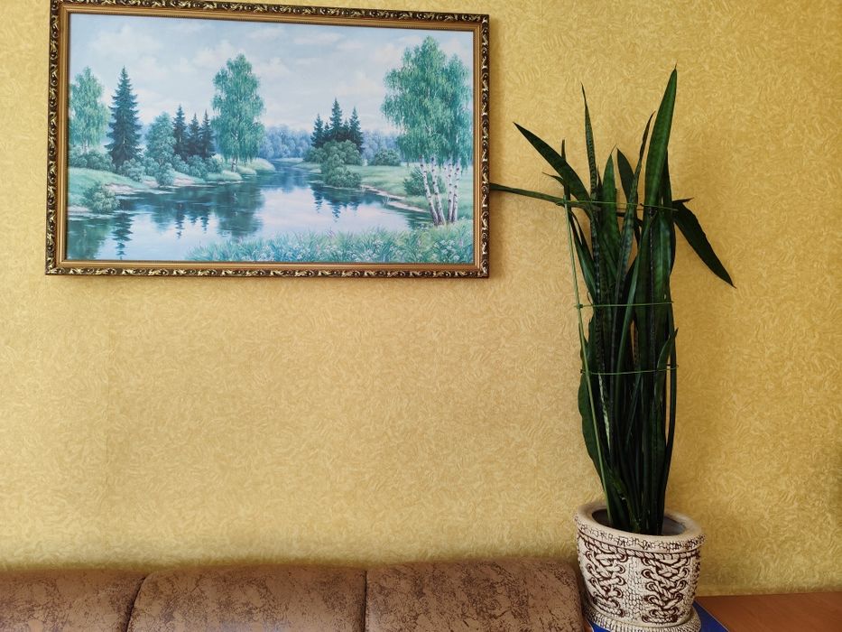 Сансев'єрія кімнатна