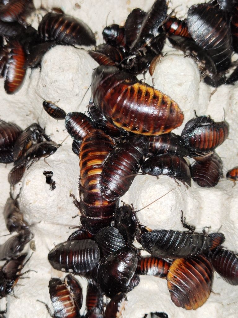 Karaczan madagaskarski 4-5 cm 20 sztuk