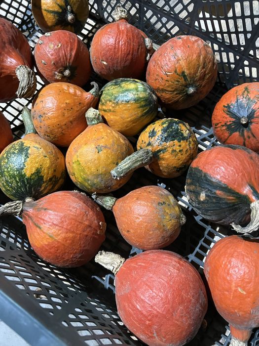 Dynia.  hokkaido