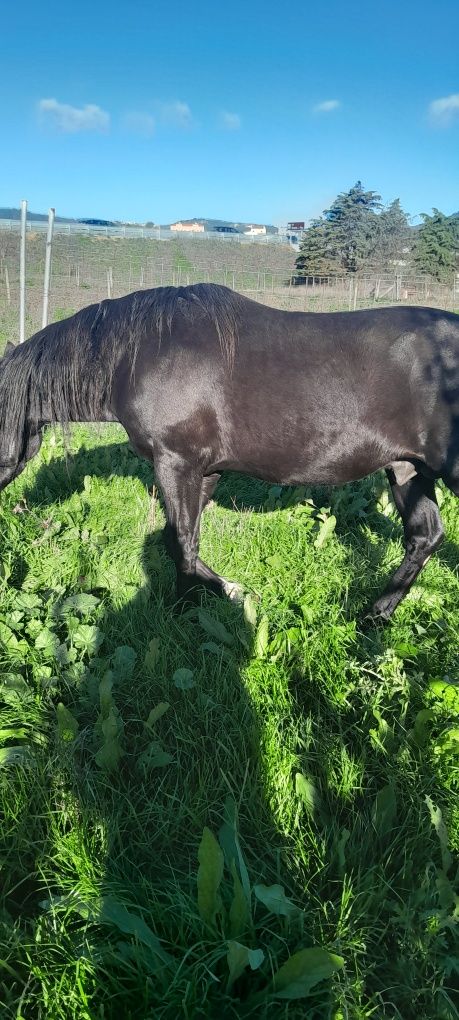 Vende se cavalo com 10 anos