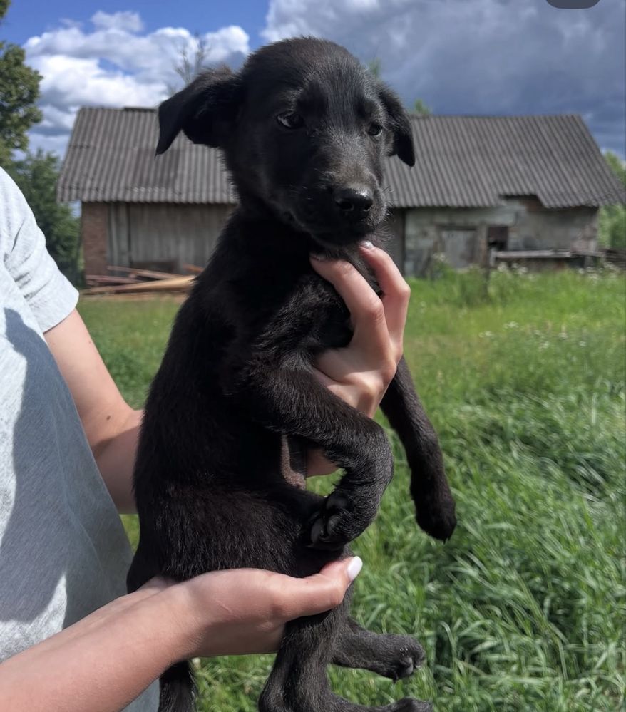 Цуцики безкоштовно в добрі руки