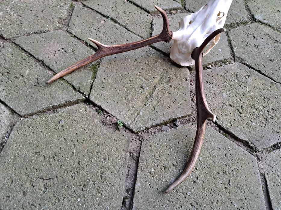 Wieniec jelenia poroże rogi zrzuty