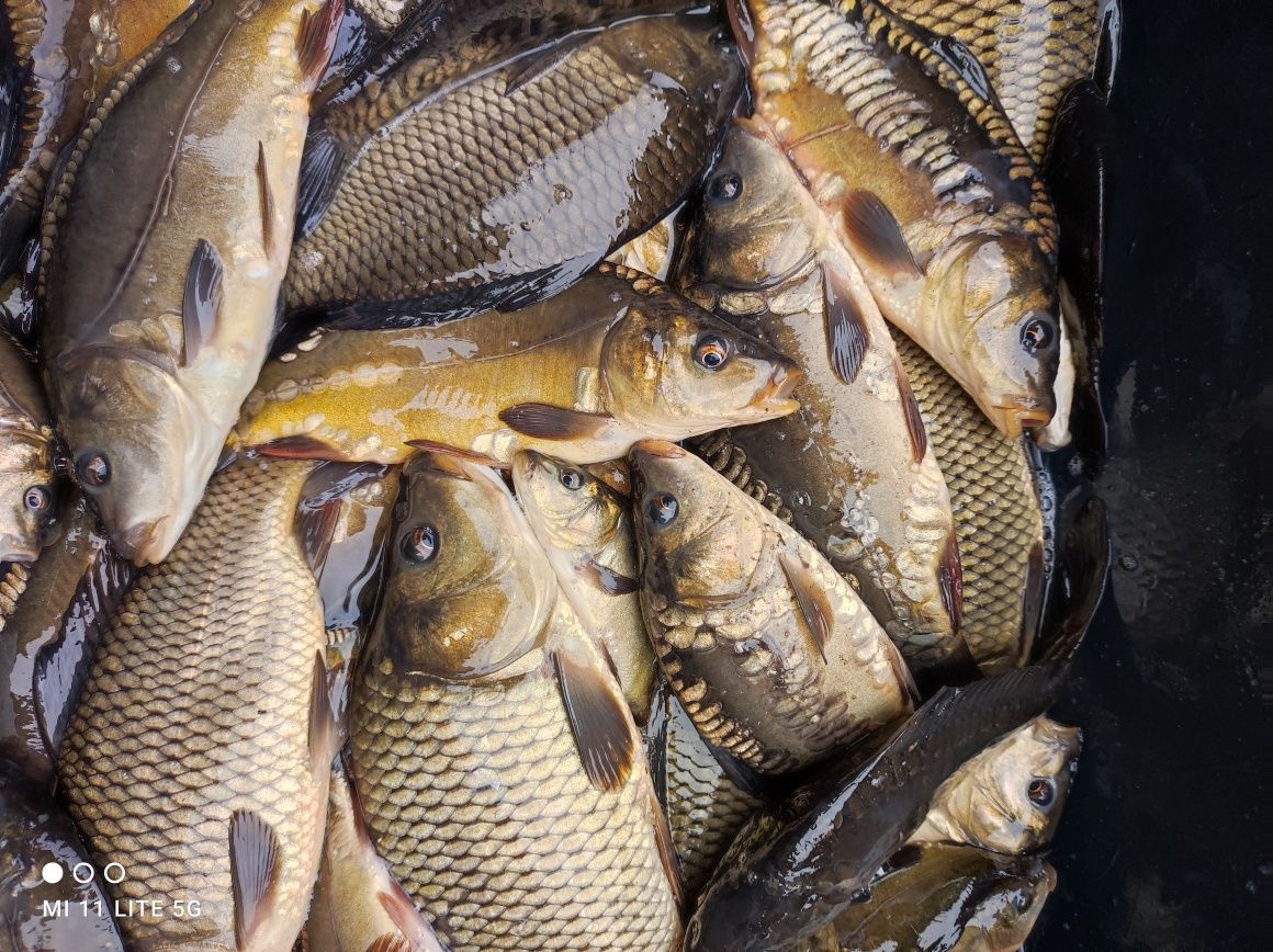 Karp kroczek itd