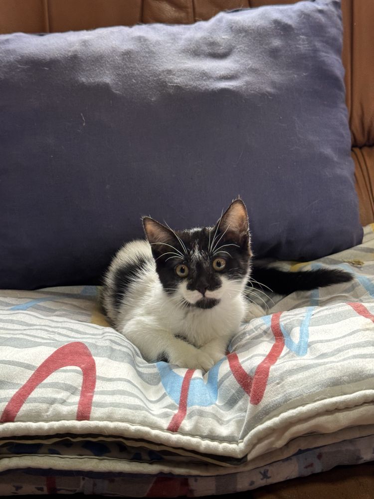 Gatinhos para adoção
