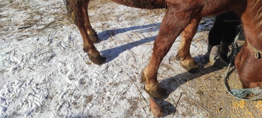 Продам Коня! Терміново