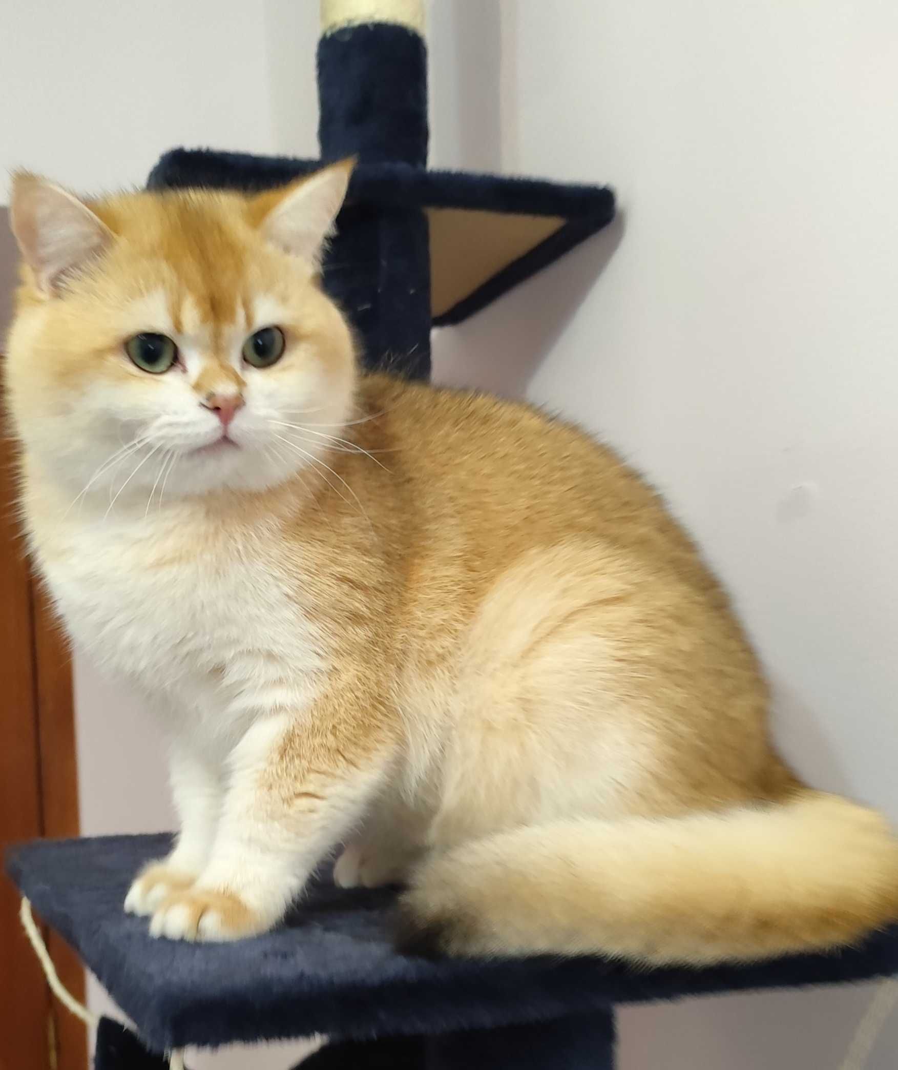 Macho British Golden Shorthair para acasalar.