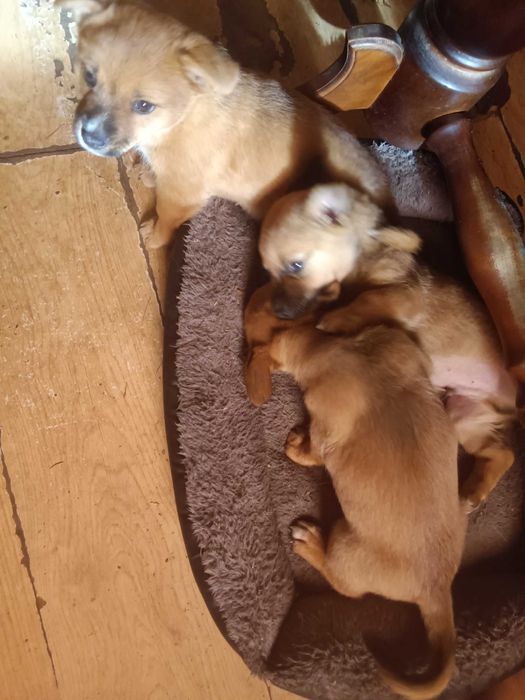 Oddam za darmo szczenięta