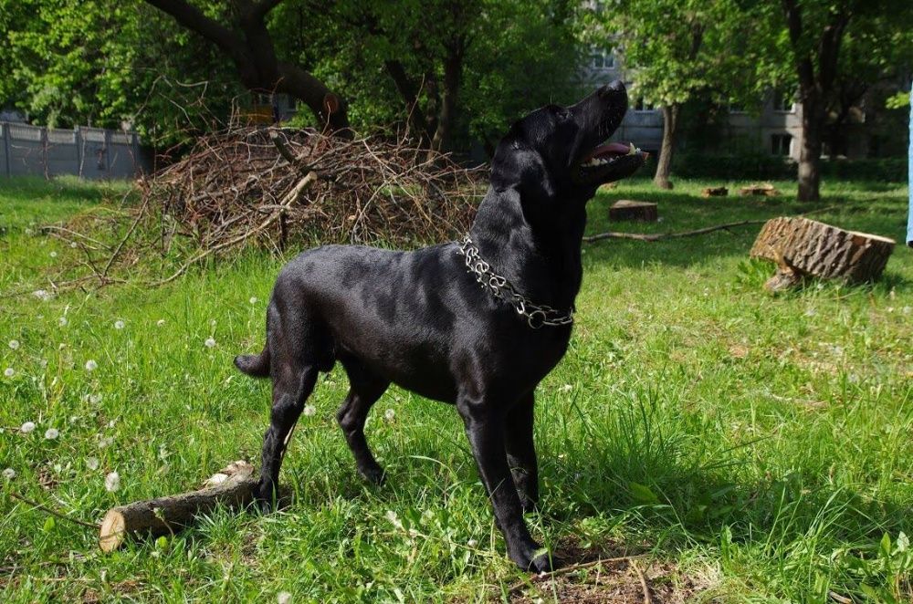 Кобель лабрадора для вязки полный пакет документов ККУ