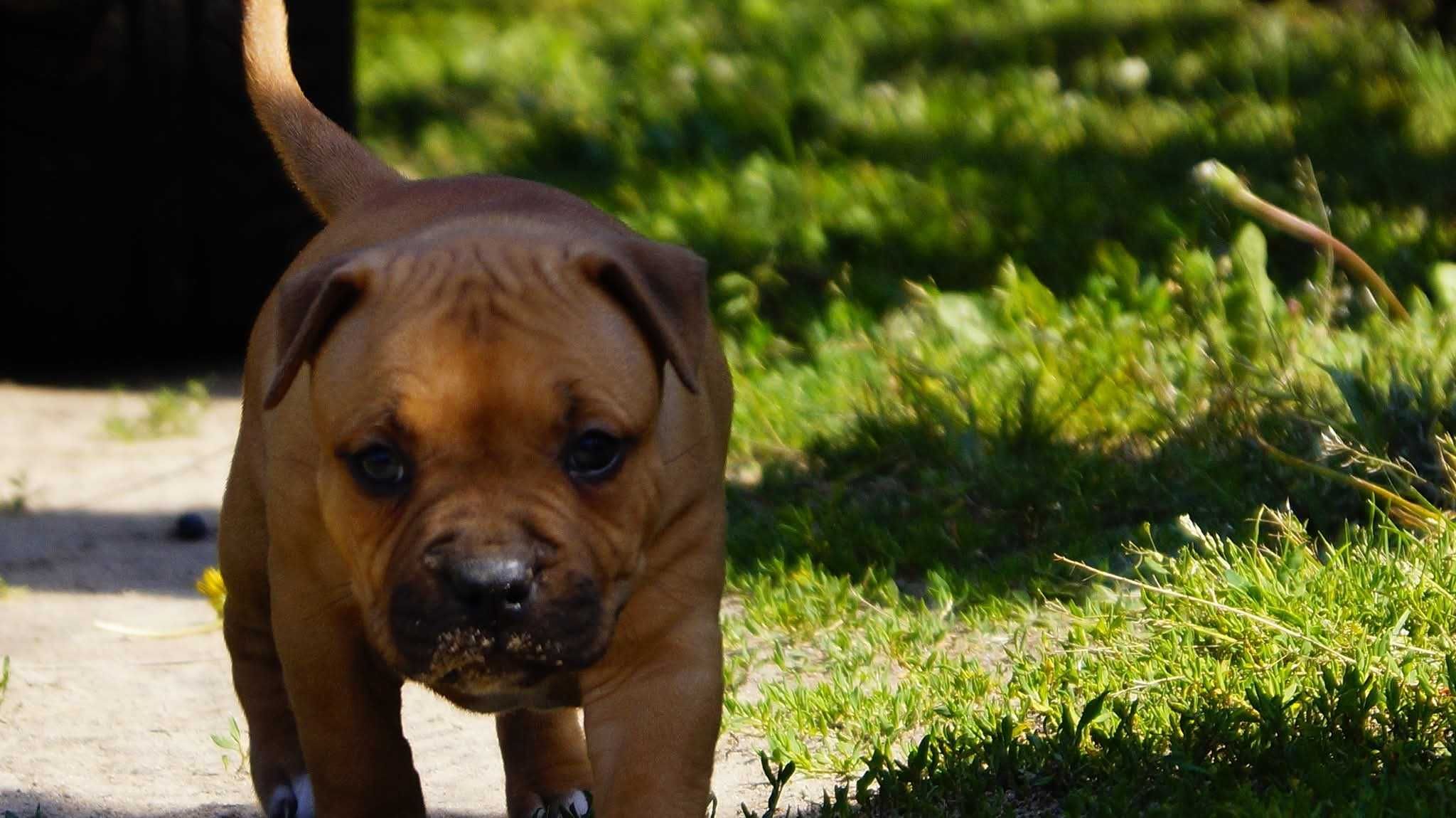 Amstaff FCI ,sunia Euforia,  do rezerwacji,  cudna