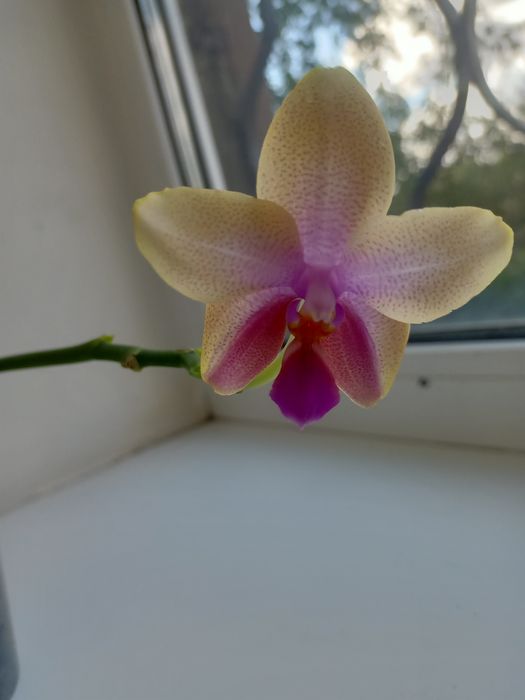 РАСПРОДАЖА Комнатных растений :зензи, монстеры, алоказии