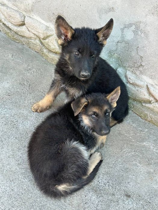 Продам цуценят німецької вівчарки