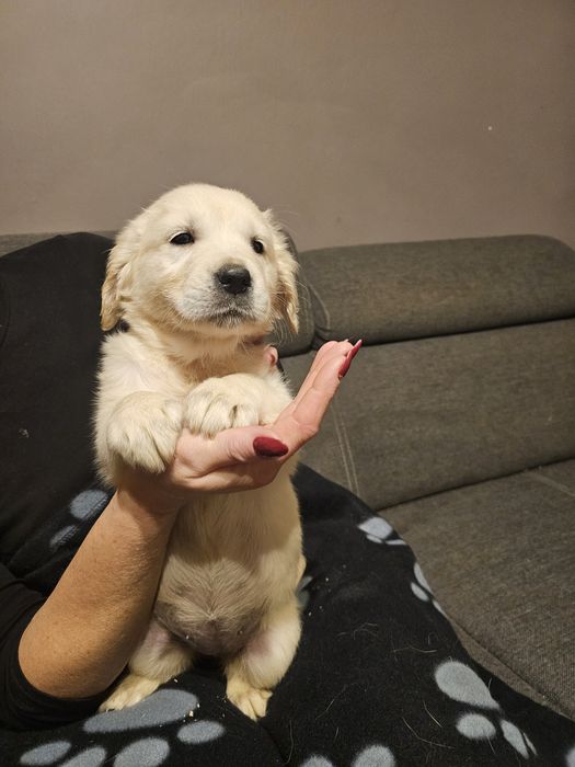 Golden retriever szczeniak