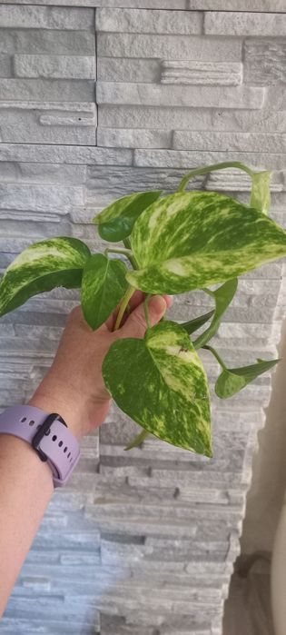 Продам набор разных  красивых папоротников и  набор спидантусов:))