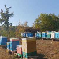 Вулики, бджоли, бджоломатки, бджолопакети, рамки