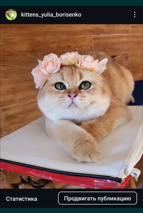 Ручные малыши,  котята золотая шиншилла