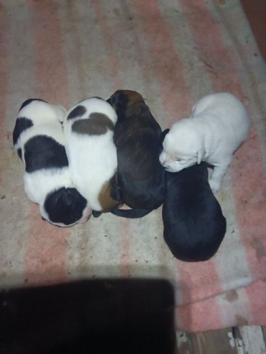 Щенки Лобрадора .