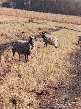Подаються вівці романівської породи є баран і кітні барашки.