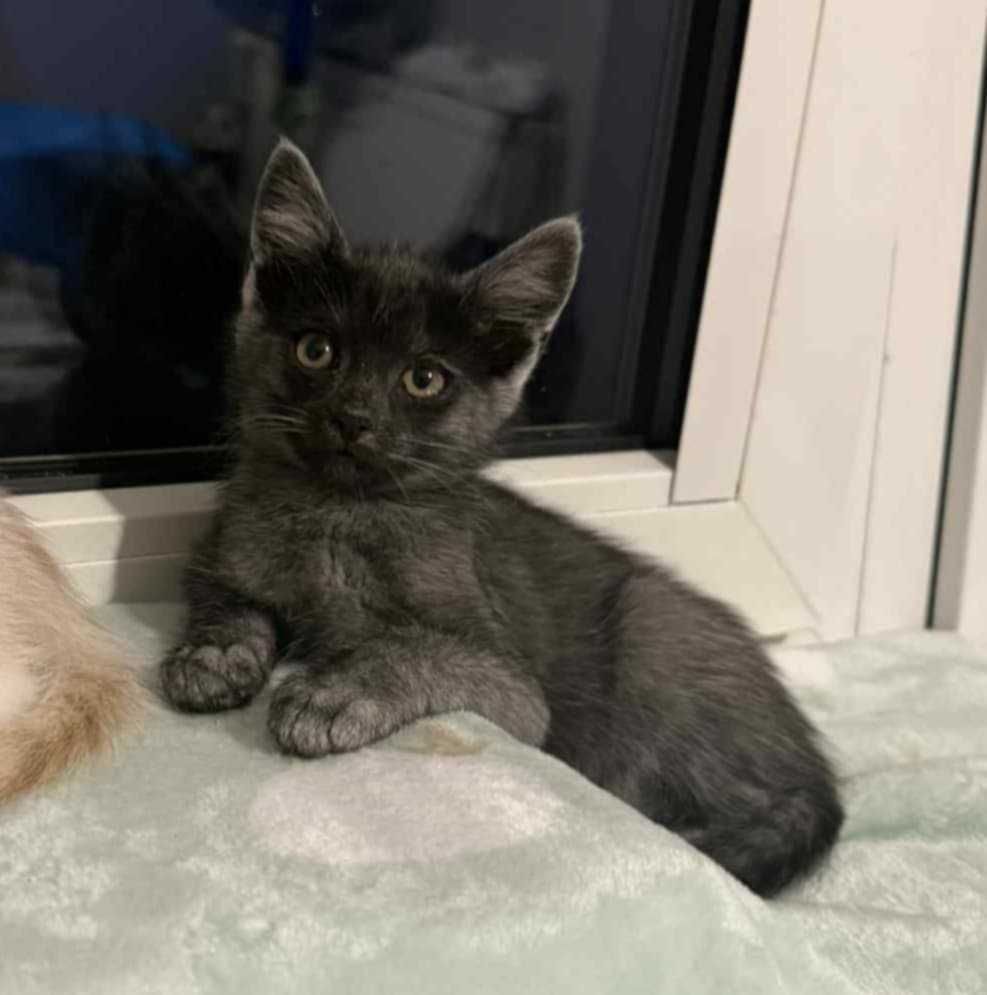 Kocięta,kocurek karpati,szylkretowa kotka, 10tyg. do adopcji