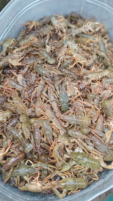 Продам живих раків