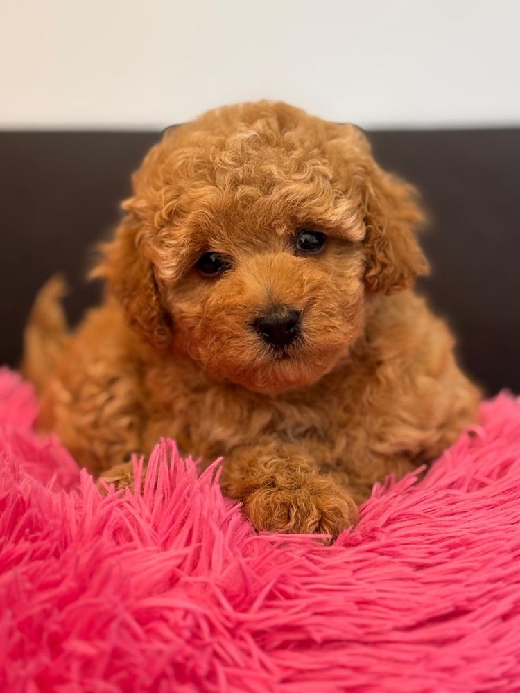 Cavapoo cavalier pudelek