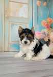 Yorkshire Terrier Biewer, York piesek