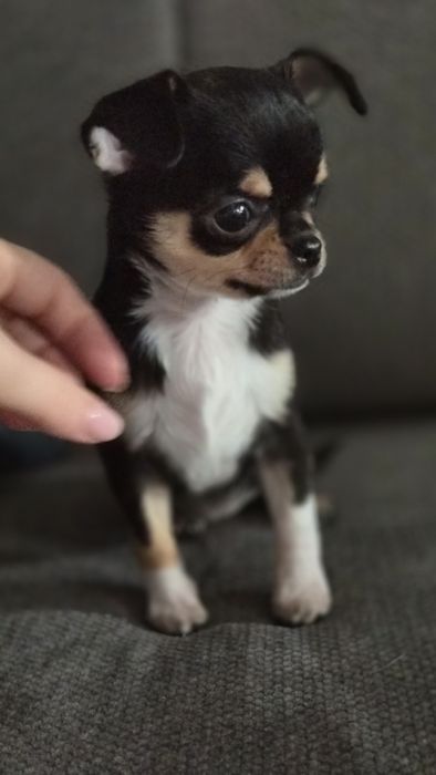 Chihuahua szczenięta urocza suczka