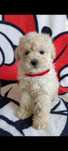 Bischpoo pudel toy cavapoo