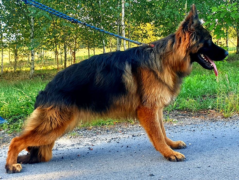 Owczarek Niemiecki Długowłosy - Piesek.