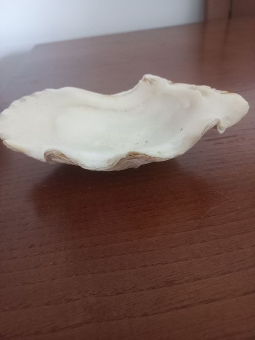 Grande CONCHA ,já  dos anos 60..decorativa ou pra colecção