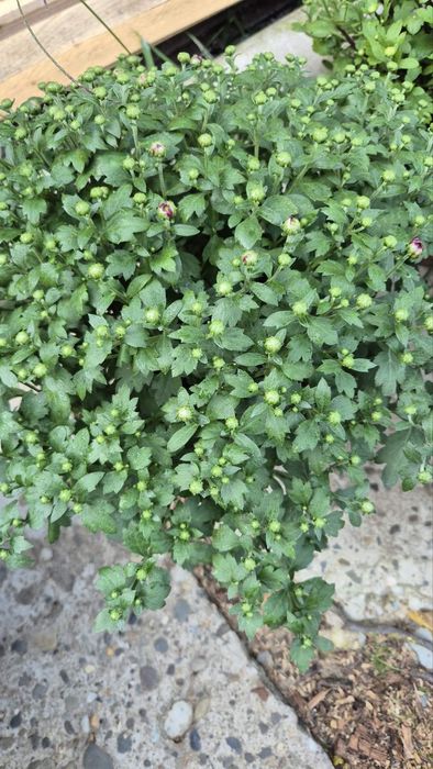 Мультифлора хризантема кущики