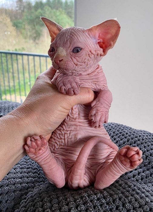 Шкіряний хлопчик. Топ ексклюзив.