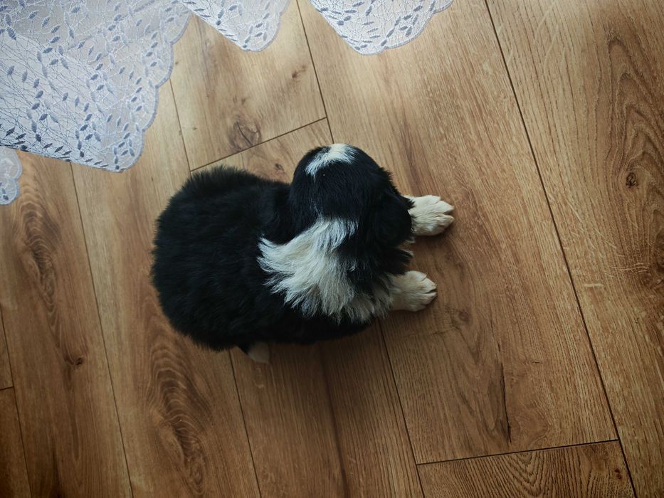 Szczeniak Border Collie