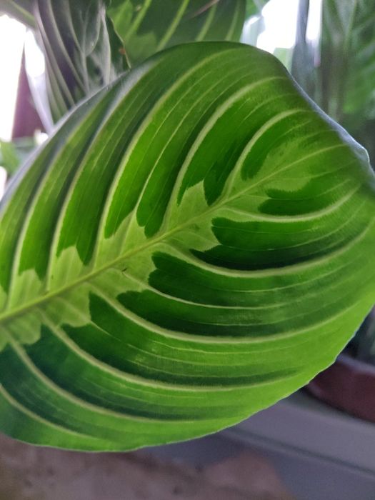 Maranta lemon lime, kolekcjonerska WYSYŁKA