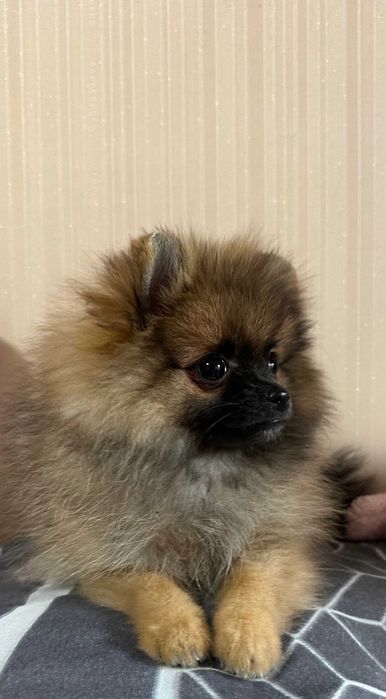 Суперова дівчинка