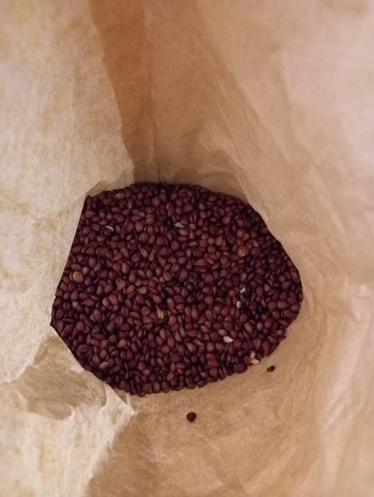 Pestki pigwowca japońskiego