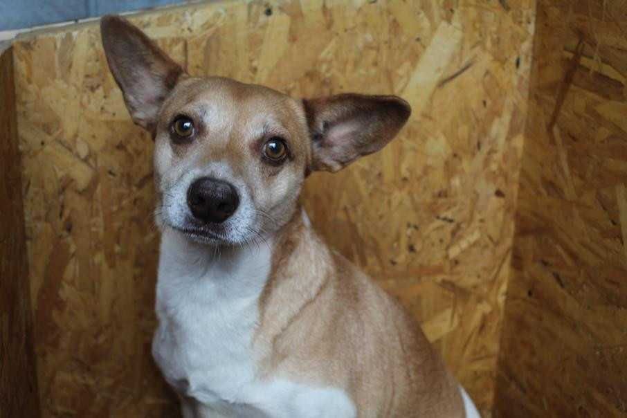 do adopcji -Rossi