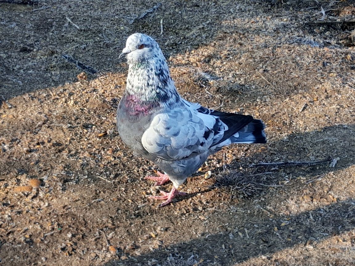 Sprzedam gołębie kingi