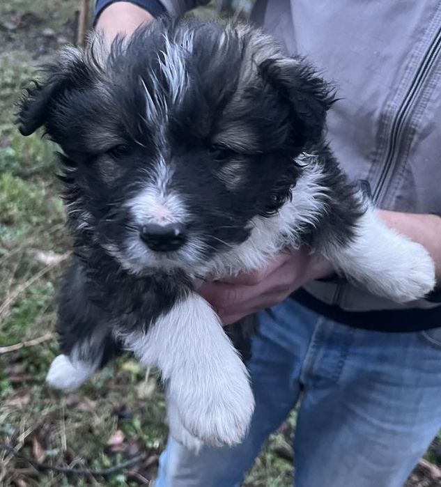 Щенки от небольшой собаки