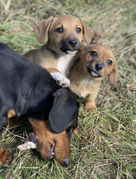 Прилаштовуються у добрі ручки !