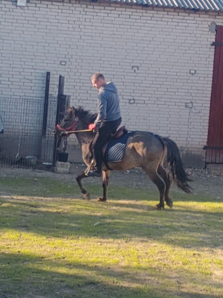 Konik Polski 3 lata