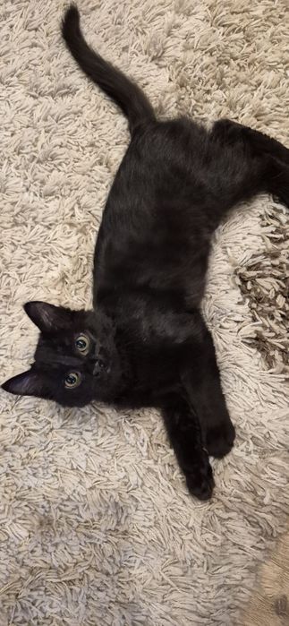 Кошеня в добрі руки