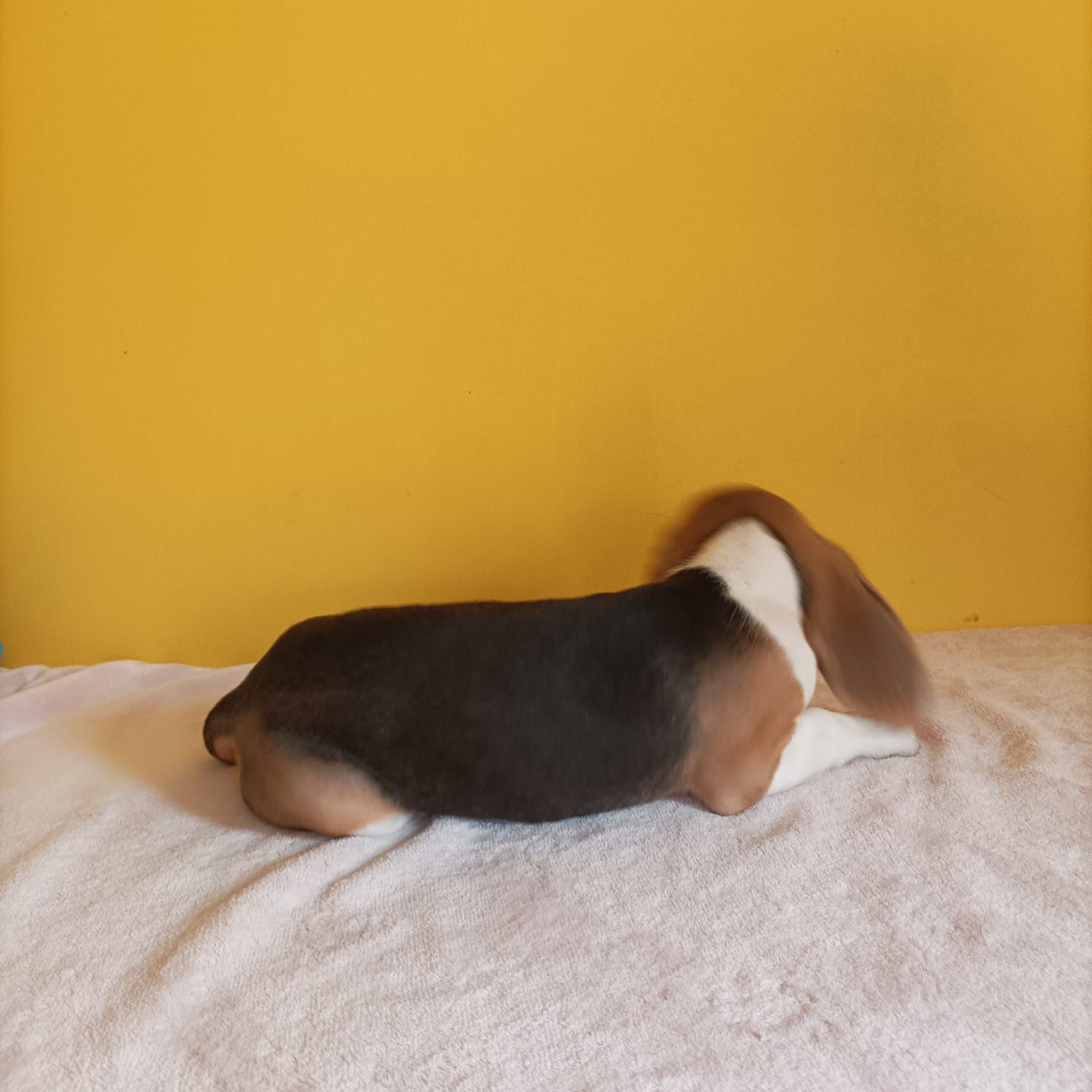 Suczka Beagle tricolor